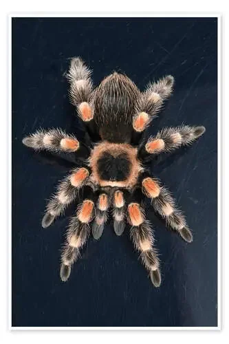 Mexican Red Knee Tarantula (Brachypelma Smithi), captive, Mexico, North America de Janette Hill Robert Harding