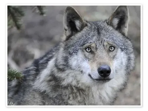 Mi amigo el lobo Editors Choice