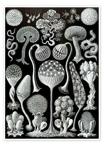 Mixomicetos, Mycetozoa (Obras de arte de la naturaleza, 1899) de Ernst Haeckel Master Collection