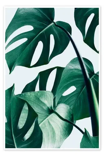 Monstera de 83 Oranges