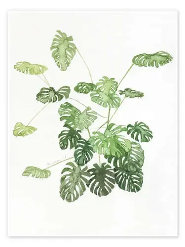 Monstera de Jennifer McLennan