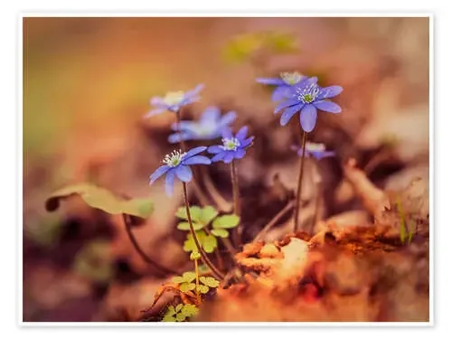 Morning impresion with blue liverwort de Jaroslaw Blaminsky