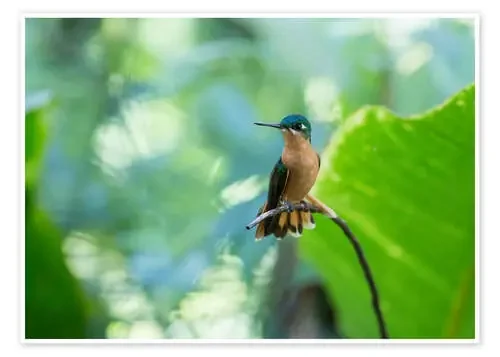 Mujer colibrí en una rama de Alex Saberi