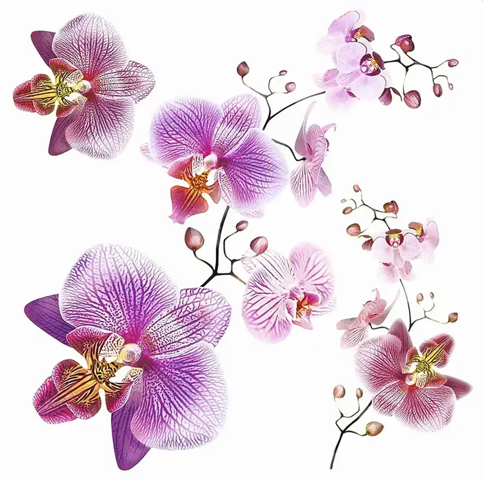 mural decorativo autoadhesivo flores rosa y morado de Sanders & Sanders – 600338