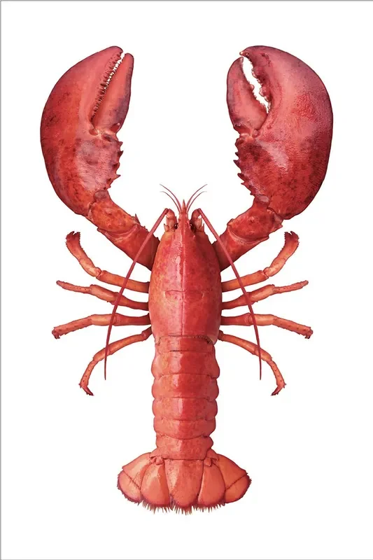 mural decorativo autoadhesivo langosta rojo de ESTAhome – 159045