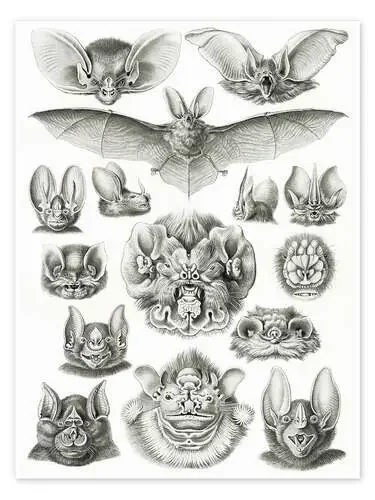 Murciélagos, Chiroptera (Obras de arte de la naturaleza, 1899) de Ernst Haeckel Master Collection