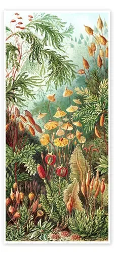 Musgos, Muscinae (Obras de arte de la naturaleza, 1899) de Ernst Haeckel Master Collection