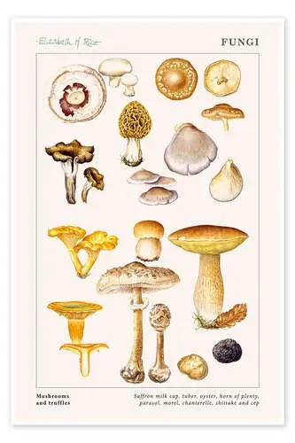 Mushrooms and truffles de Elizabeth Rice Bridgeman Images