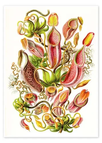Nepenthes, Nepenthaceae (Obras de arte de la naturaleza, 1899) de Ernst Haeckel Master Collection