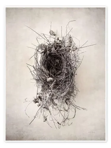Nido de pájaro II de Debra Van Swearingen Wild Apple Graphics