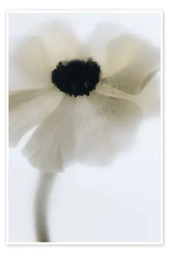 Off White Poppy de Magda Izzard