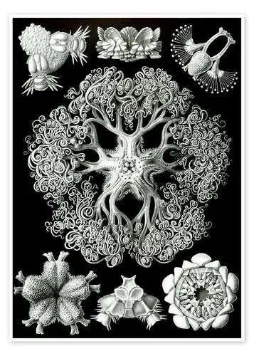 Ofiuroideos, Ophiodea (Obras de arte de la naturaleza, 1899) de Ernst Haeckel Master Collection