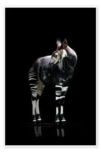 Okapi de Werner Dreblow