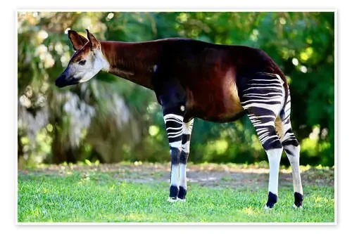 Okapi, female de TUNS imageBROKER