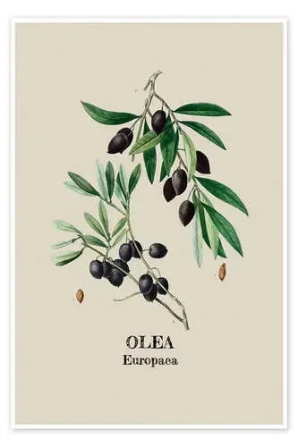 OLEA Europaca – Olive de Andrea Haase