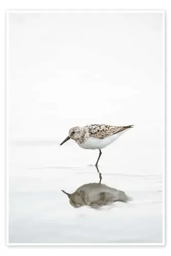 One legged black turnstone lat Arenaria melanocephala de Peter Wey