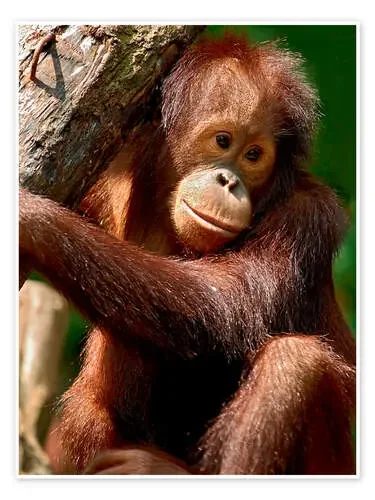 Orang-Utan Portrait de Olaf Protze