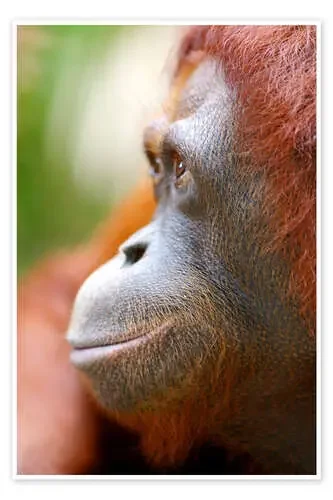 Orang Utan Profile Editors Choice