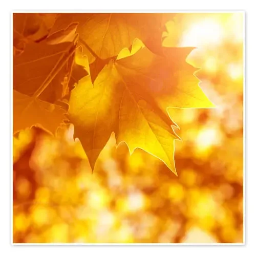 orange maple leaves Editors Choice