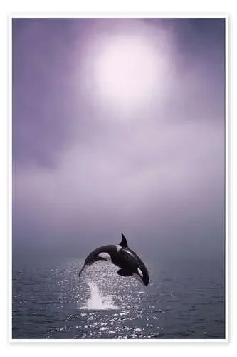 Orca al amanecer de John Hyde Design Pics