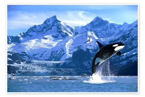 Orca frente a un glaciar de John Hyde Design Pics