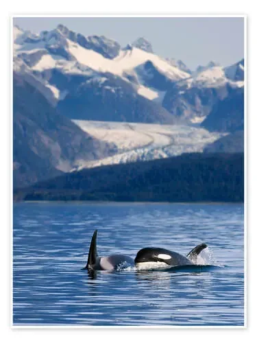Orcas en Alaska de John Hyde Design Pics