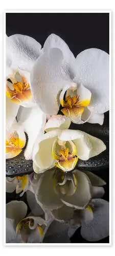 Orchid Reflection Editors Choice