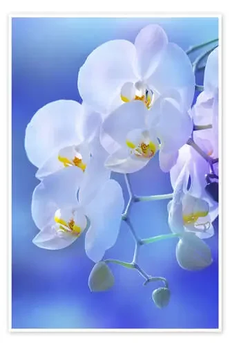 Orchídea blanca sobre azul de Atteloi