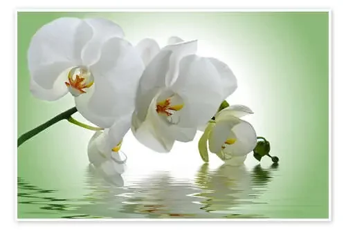 Orquídea con reflejo en el agua I de Atteloi