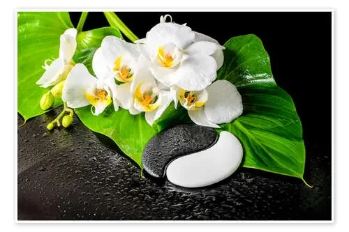 Orquídeas blancas y yin yang Editors Choice