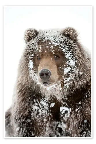 Oso escarchado de Doug Lindstrand Design Pics