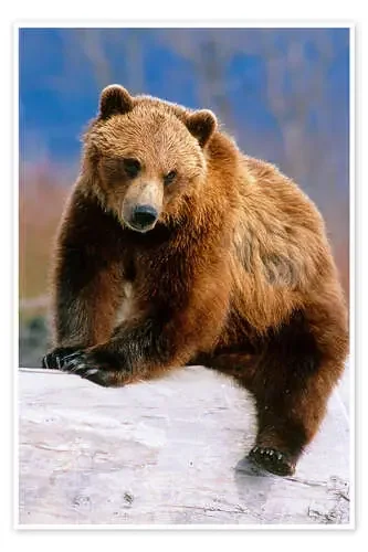 Oso pardo en un tronco de Doug Lindstrand Design Pics
