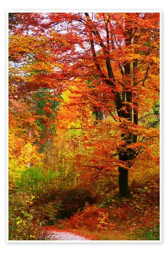 Otoño de Falko Follert