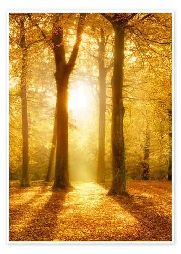 Otoño dorado de Jan Christopher Becke