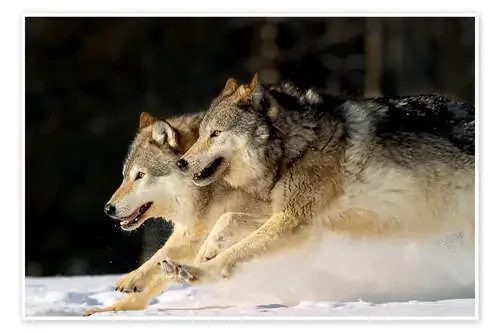 Pack Of Grey Wolves Running Through Deep Snow de John Hyde Design Pics