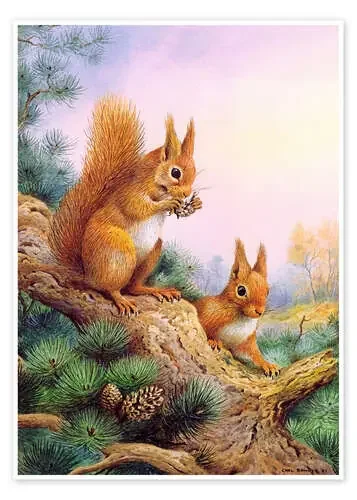 Pair of Red Squirrels on a Scottish Pine de Carl Donner Bridgeman Images