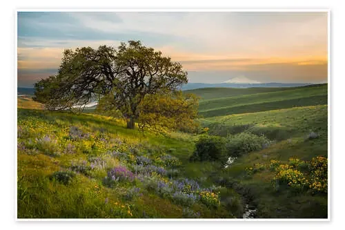 Paisaje de colinas con roble viejo. de Gary Luhm Danita Delimont