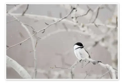 Pajarito en una rama de Richard Wear Design Pics