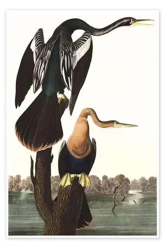 Pájaro americano de John James Audubon Master Collection