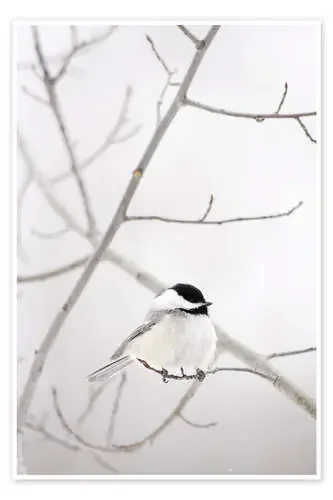 Pájaro en una rama de Richard Wear Design Pics