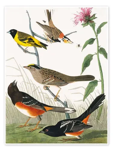 Pájaros diferentes de John James Audubon Bridgeman Images