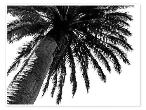 Palma Editors Choice