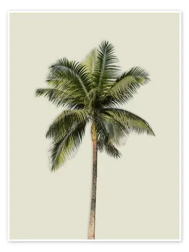 Palmeras de Alex Saberi