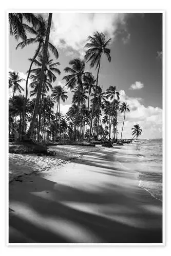 Palmeras tropicales en blanco y negro de Alex Saberi
