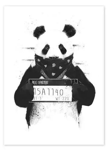 Panda malote de Balazs Solti