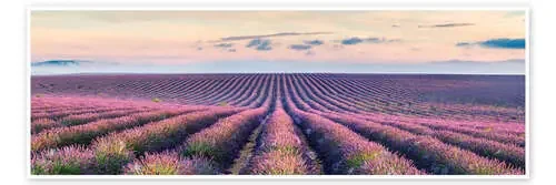 Panorama del campo de lavanda, Provenza de Matteo Colombo
