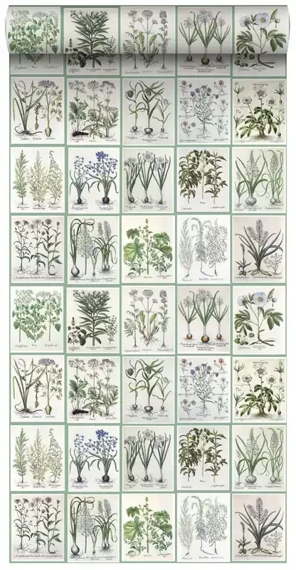 papel pintado XXL páginas de un libro botánico de flores y plantas gris claro cálido y verde de ESTAhome – 158826