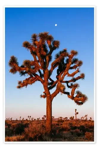 Parque nacional de Árboles de Josué, California, Estados Unidos de Matteo Colombo