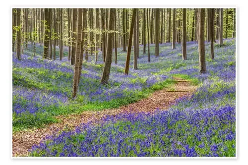 Path through the blue forest de Michael Valjak