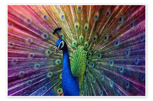 Pavo real violeta de Hannes Cmarits